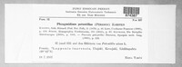 Phragmidium potentillae image